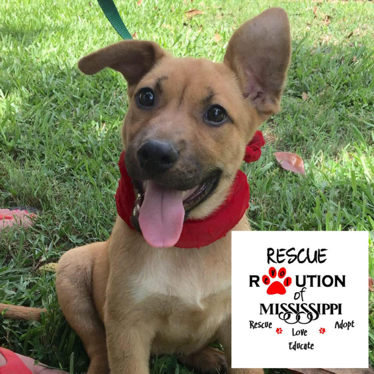 Rescue Revolution of MS